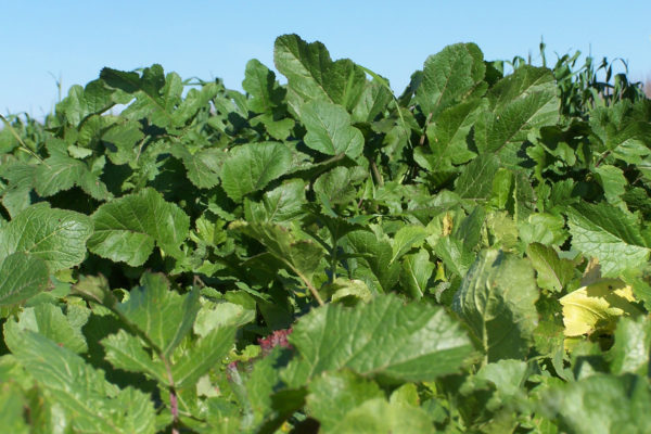 Biofumigant EC Green biofumigant cover crop