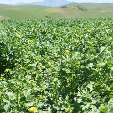Beaut Brassica Brassica crop for soil health