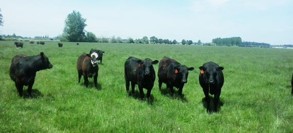 Cattle Foraging on 150 Perennial Ryegrass