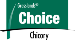 Choice Chicory herb logo