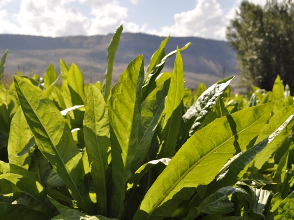 Choice Chicory Herb leafs