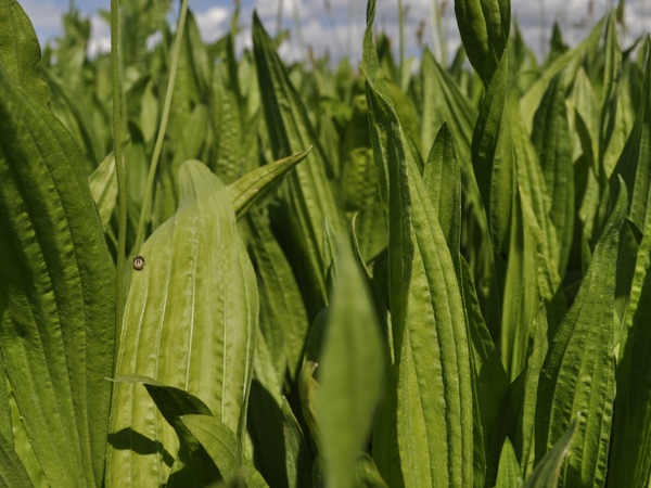 Tonic Plantain Herb leaves