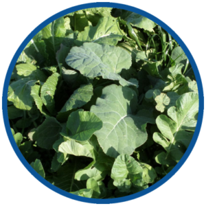 Brassica leafs in round frame