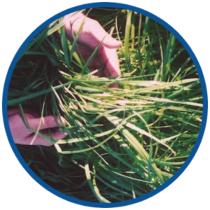 Grasses in hand in round frame