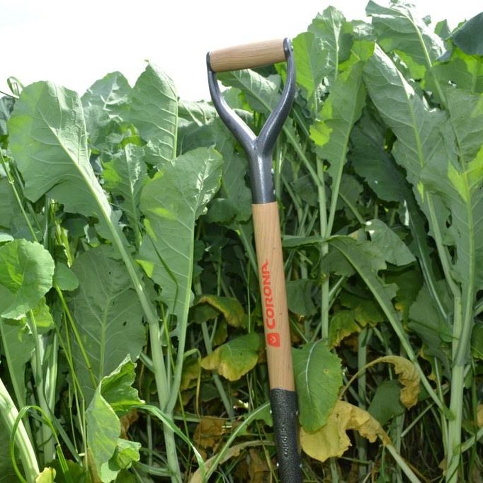 Winfred Rape Brassica field