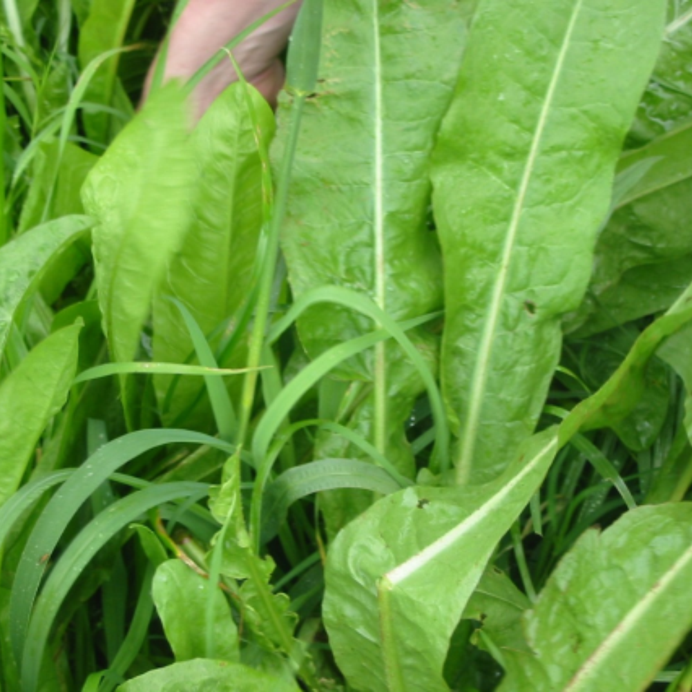 Choice Chicory Herb leafs