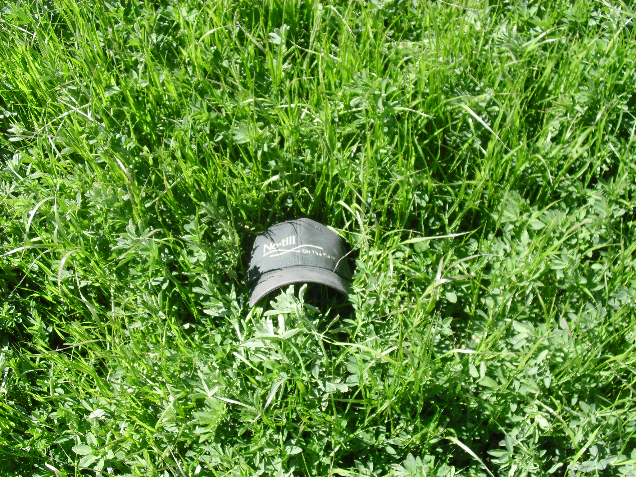 Crusader Italian Ryegrass pasture