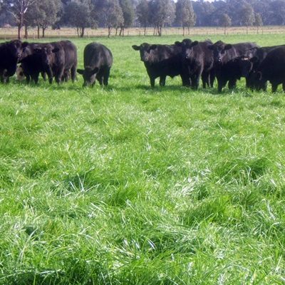 Flecha tall fescue pasture with cattle grazing