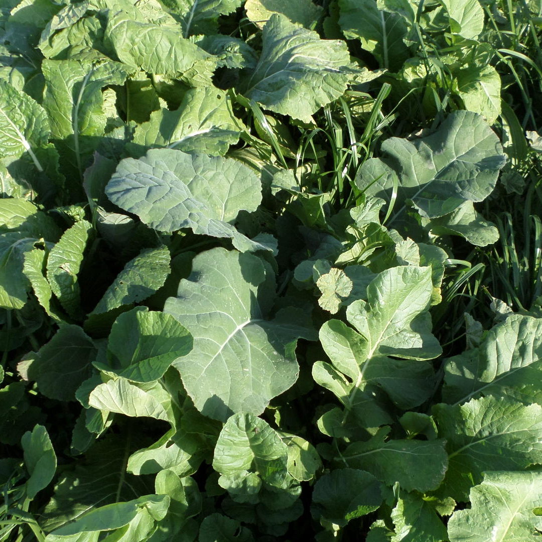 Graza Forage Radish Brassica