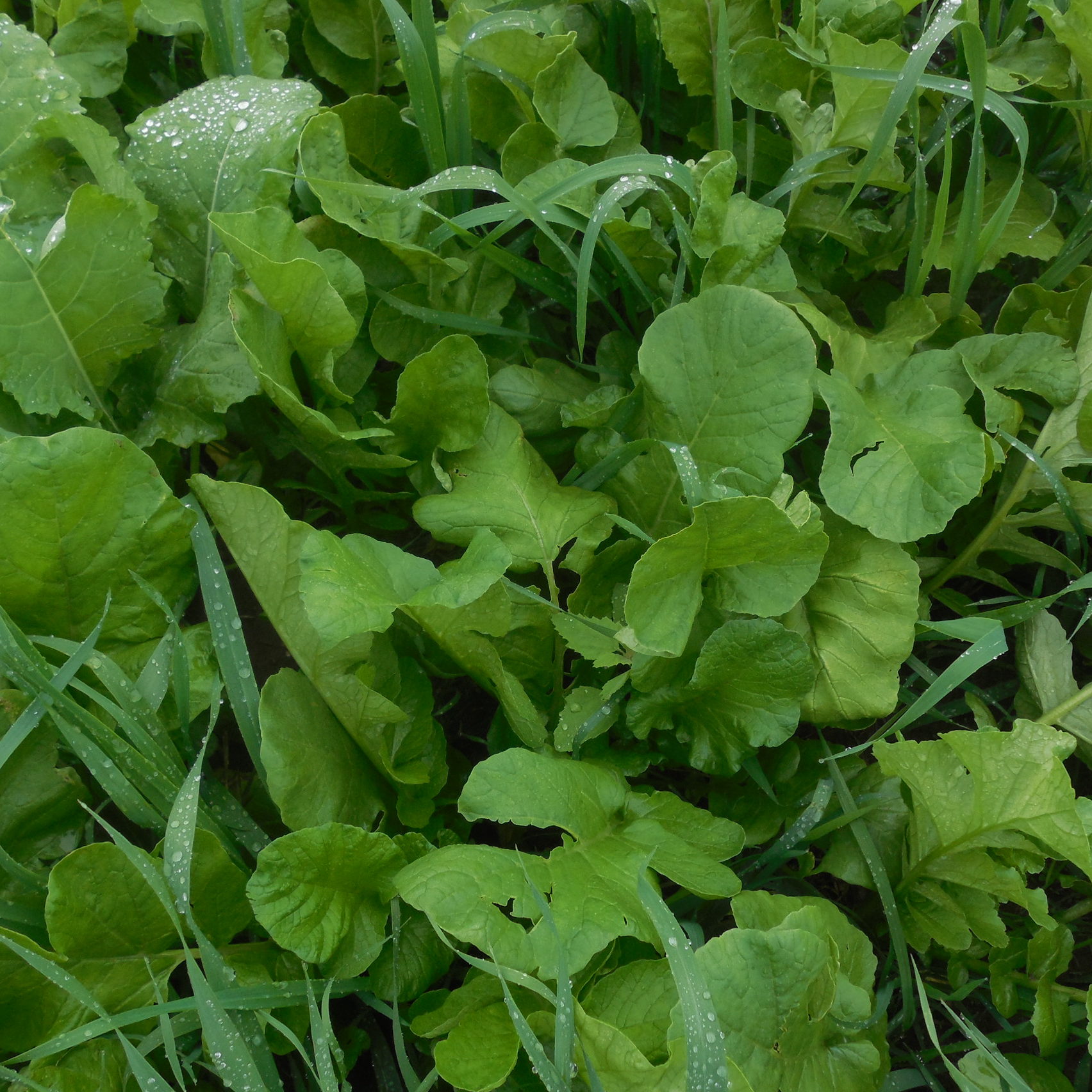 Hunter Leafy Turnip Brassica leafs