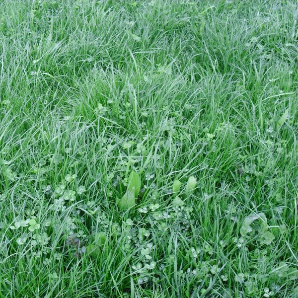 Ohau Perennial Ryegrass