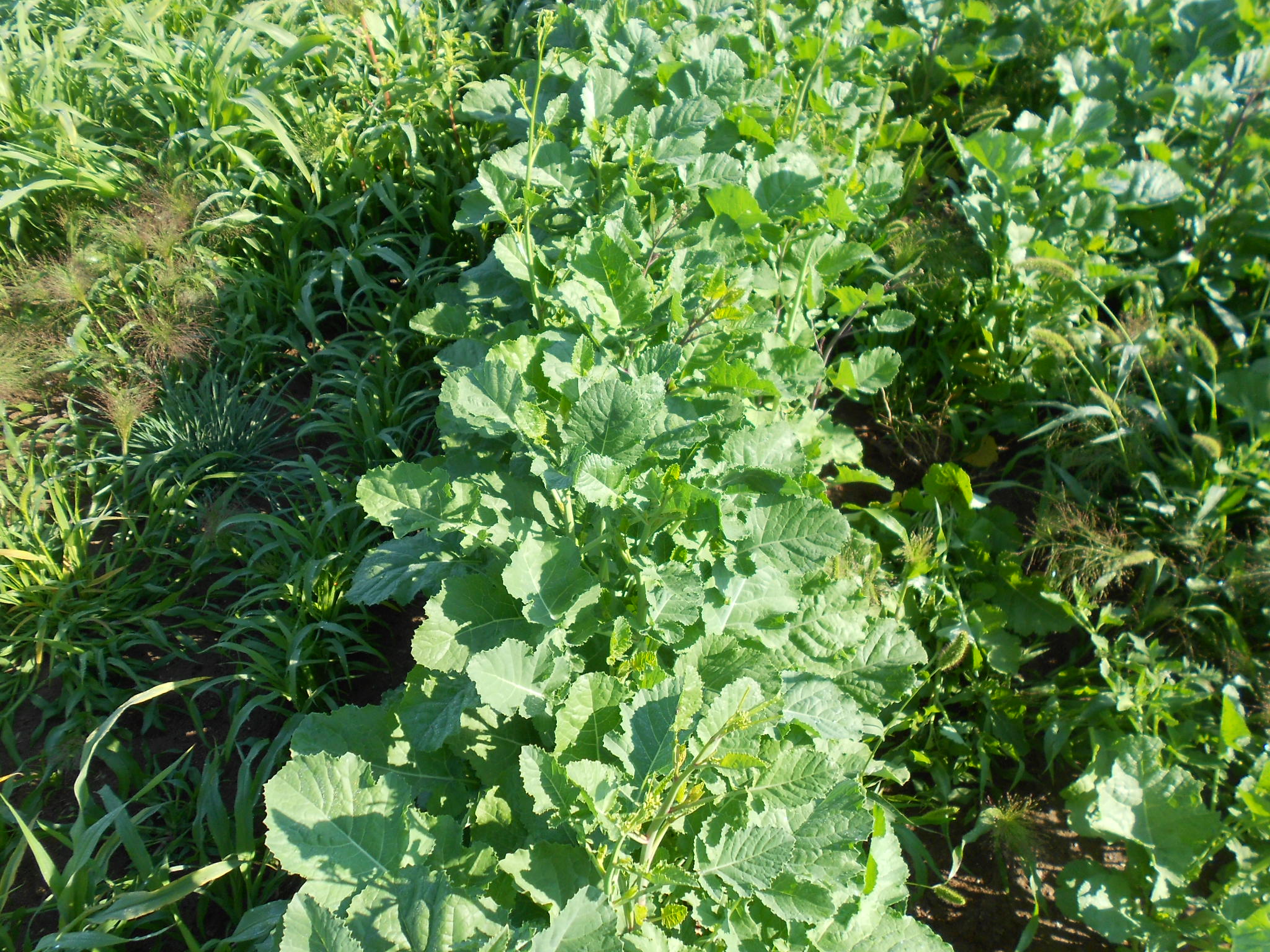 PG584 Ethopian Cabbage brassica leafs