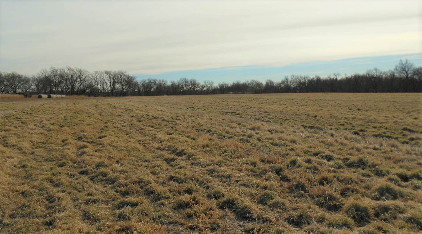 Atom Prairie Grass in Kansas