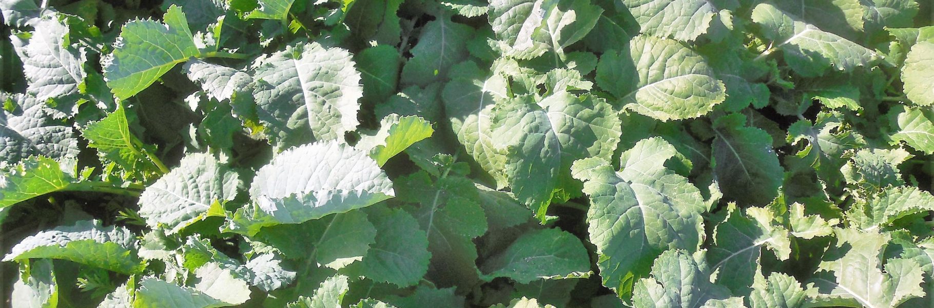 PG584 San Ardo PG584 Ethiopian Cabbage in San Ardo