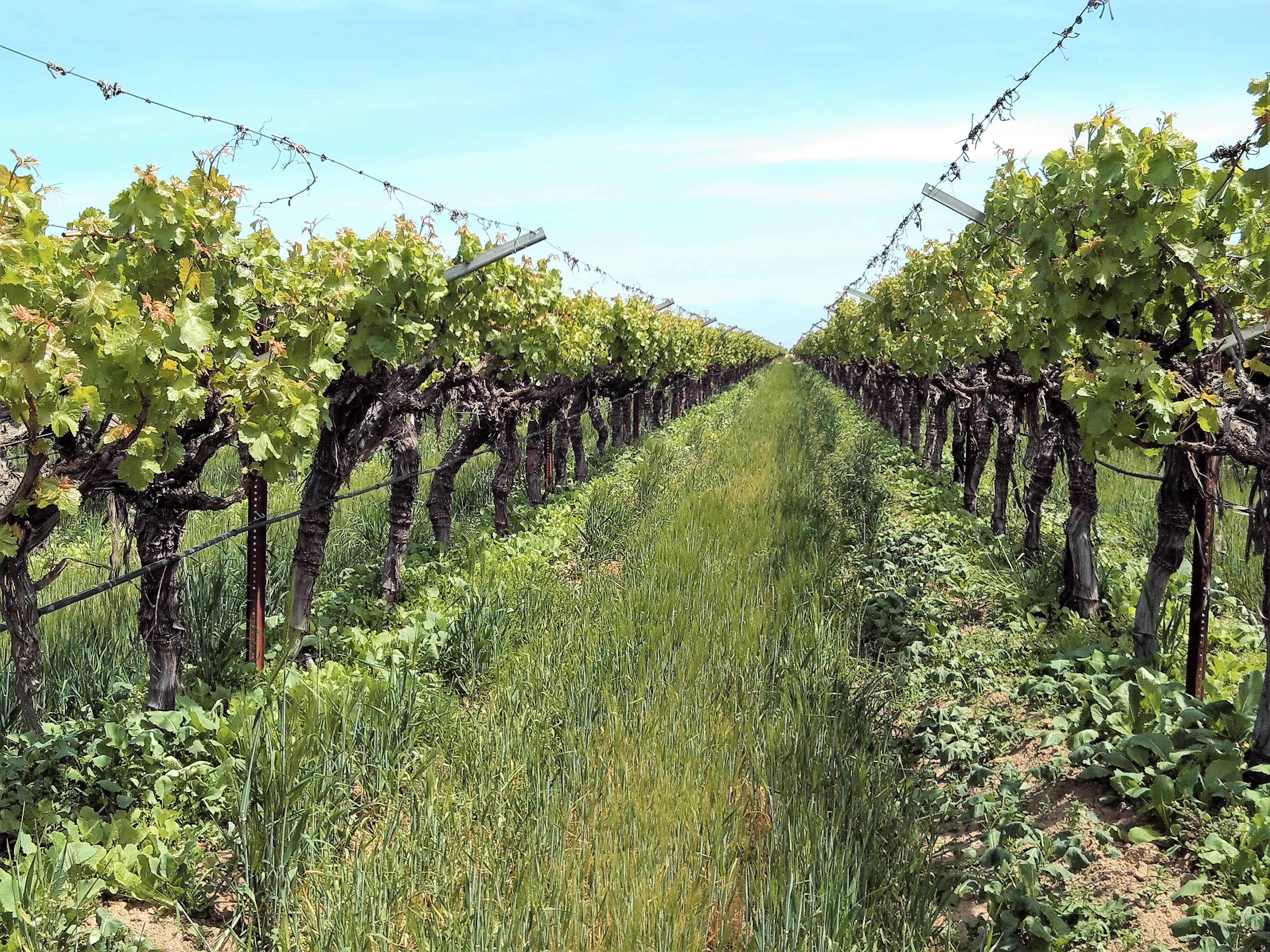Delano Farms Organic cover crop April Delano Farms Organic cover crop April