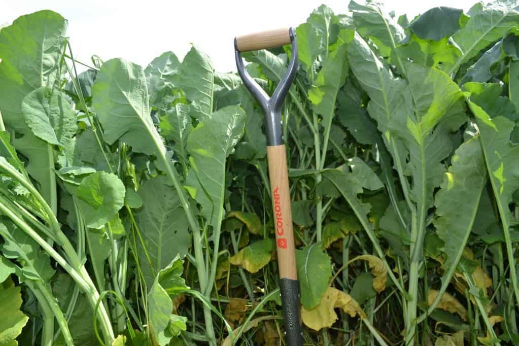 Complementary forage brassicas