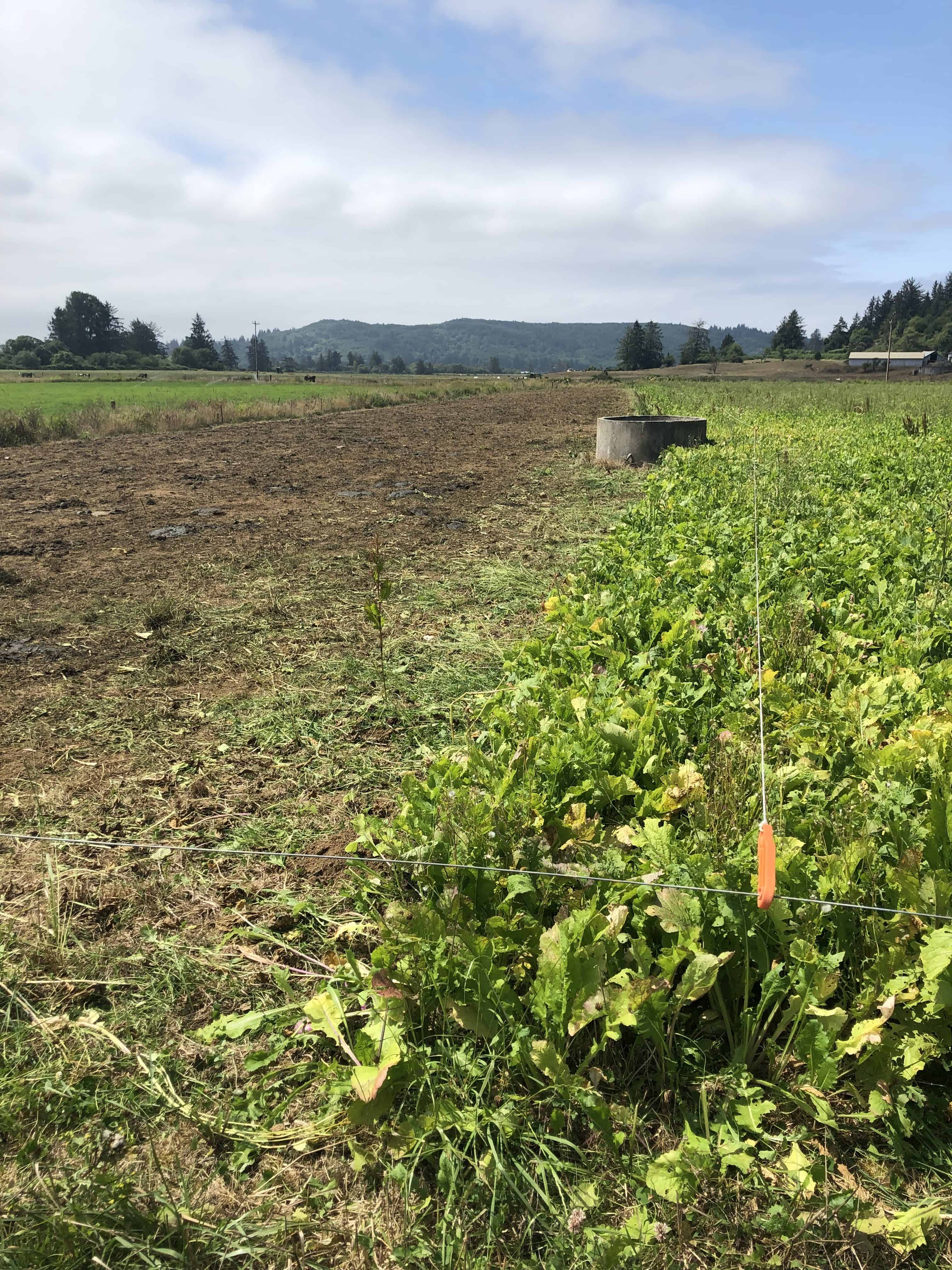 Complementary forage brassicas