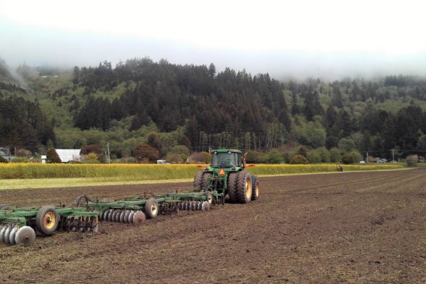 Incorporating Incorporating green biofumigant crop