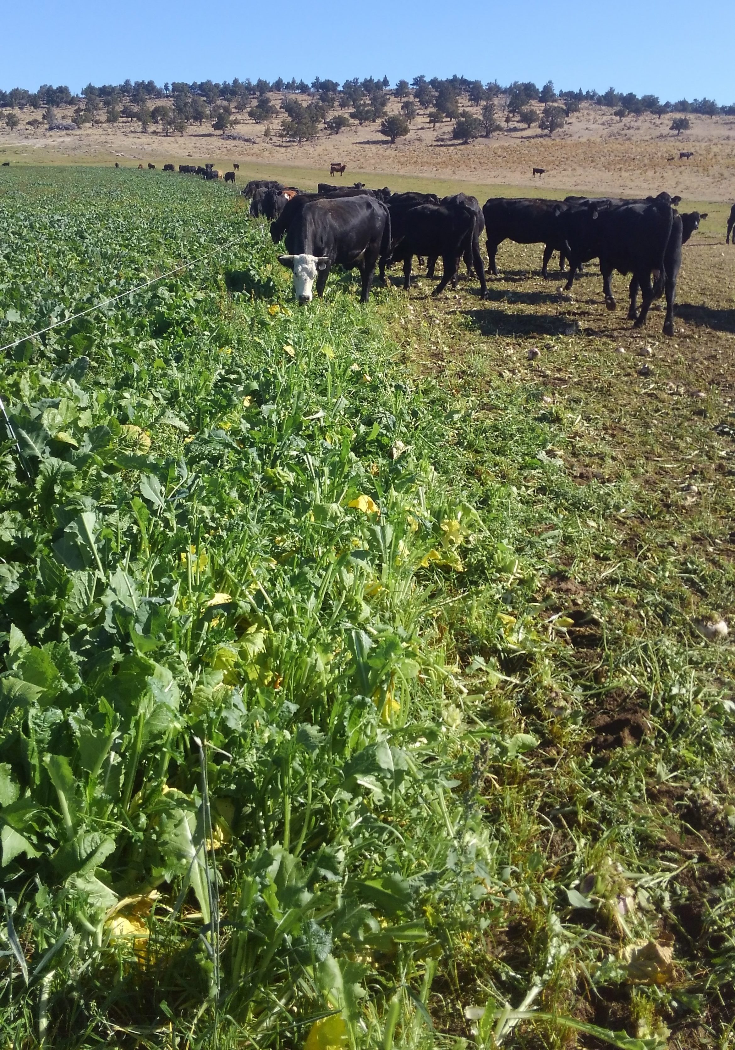 Forage brassicas