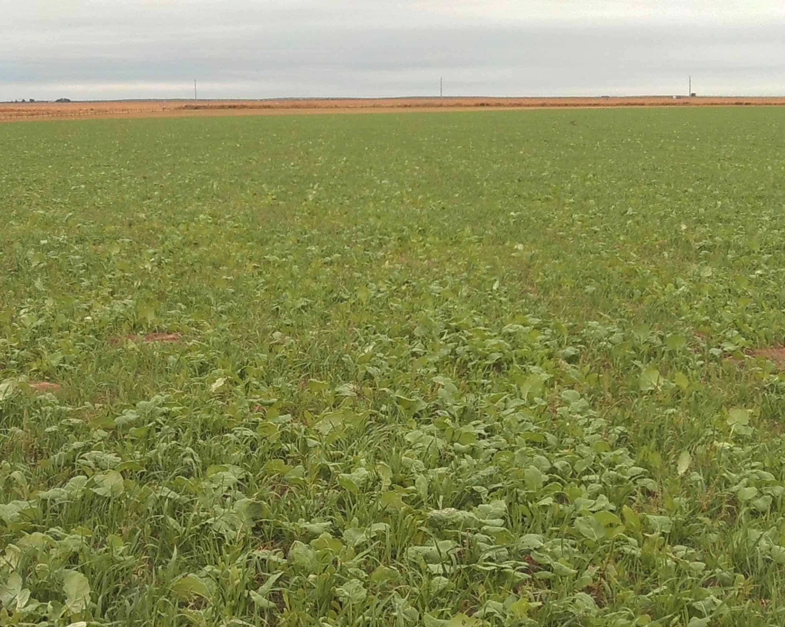 Kallenbach Relay Crop in SW Kansas